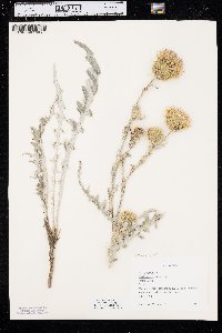 Cirsium canescens image