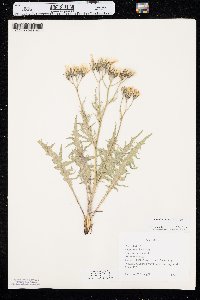 Crepis intermedia image