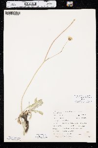 Crepis runcinata image