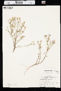 Dieteria canescens var. canescens image