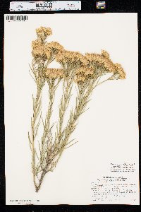 Ericameria nauseosa var. graveolens image