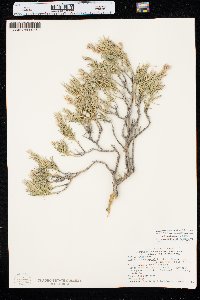 Ericameria parryi image