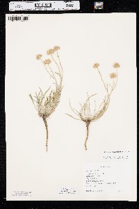 Erigeron pulcherrimus image