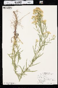 Euthamia occidentalis image