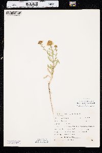 Grindelia squarrosa image