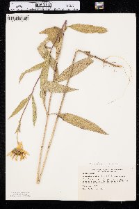 Helianthus pauciflorus image