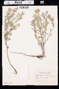 Heterotheca villosa var. angustifolia image