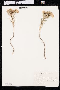 Heterotheca villosa var. angustifolia image