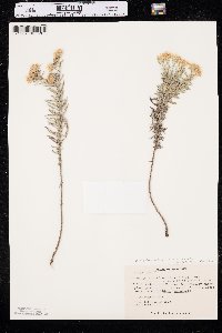 Heterotheca villosa var. angustifolia image