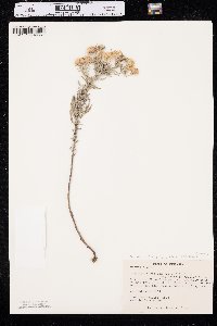 Heterotheca villosa var. angustifolia image