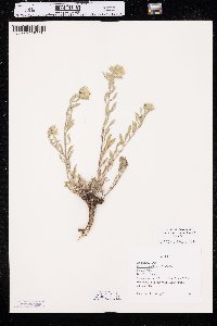 Heterotheca villosa var. minor image