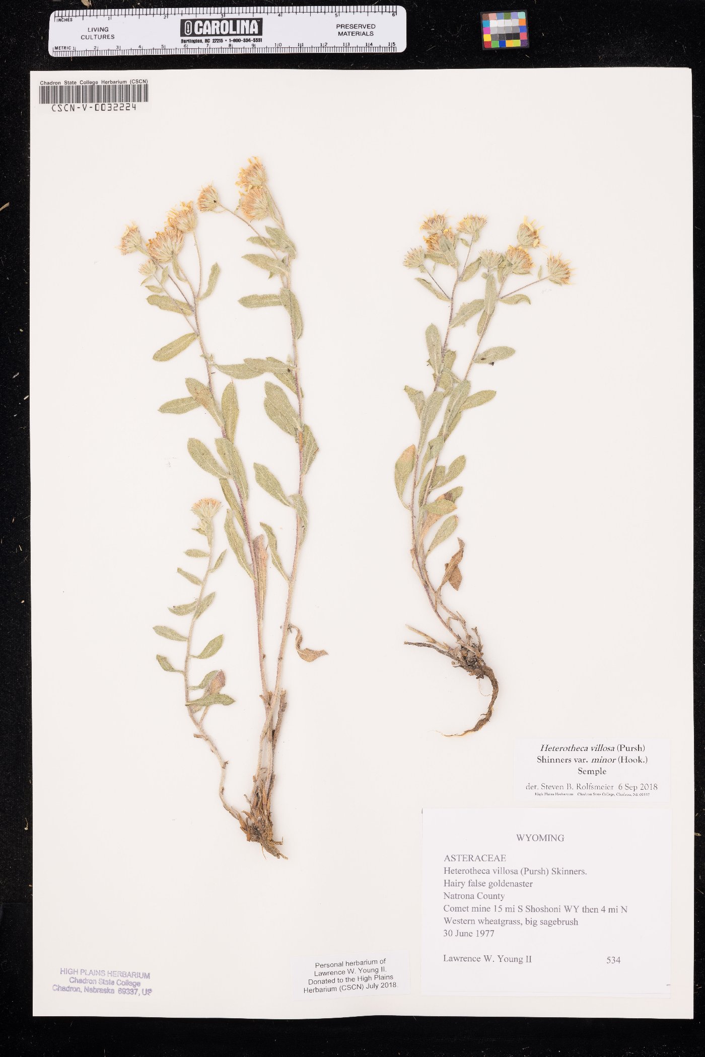 Heterotheca hispida image