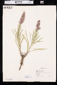 Liatris punctata image