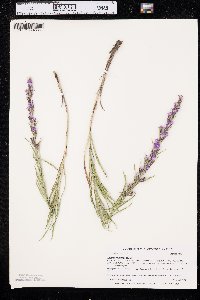 Liatris punctata image