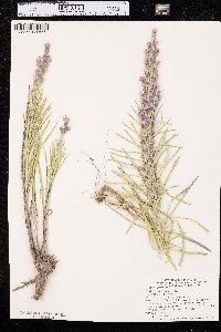 Liatris punctata image