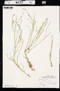 Lygodesmia juncea image