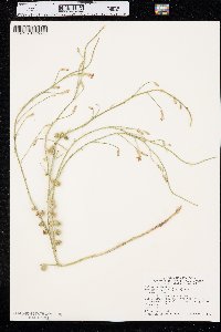 Lygodesmia juncea image