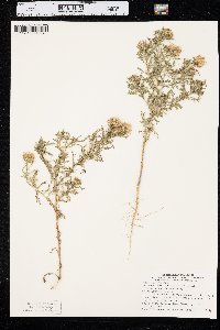 Machaeranthera tanacetifolia image