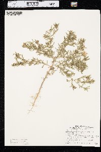 Machaeranthera tanacetifolia image