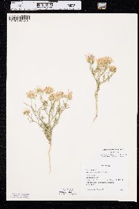 Machaeranthera tanacetifolia image