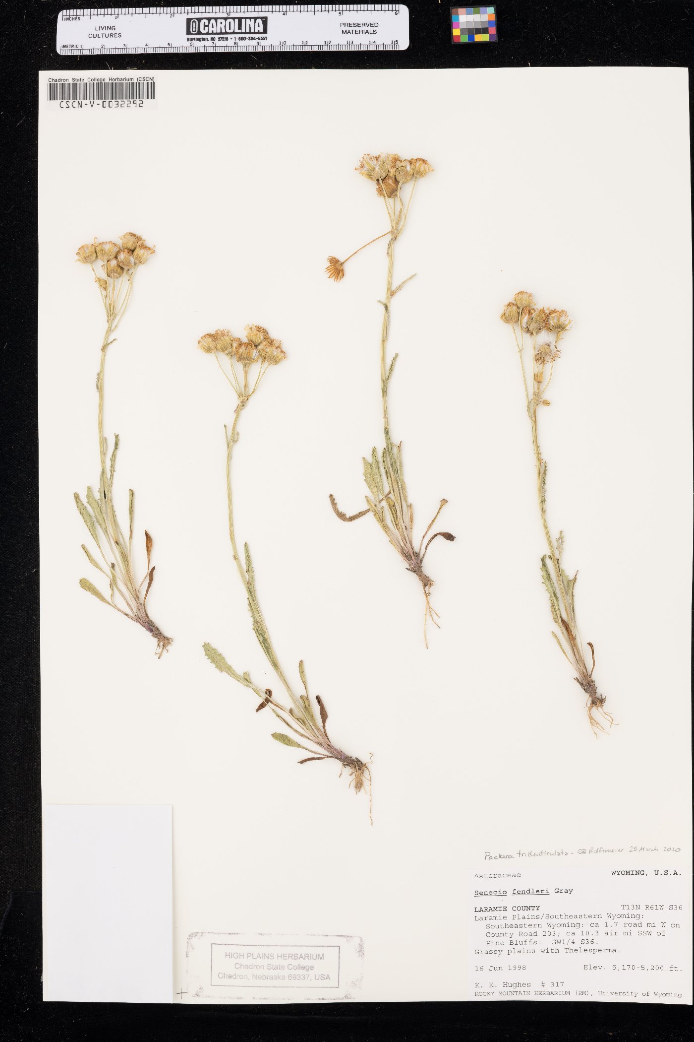 Packera tridenticulata image