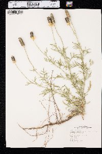 Ratibida columnifera image