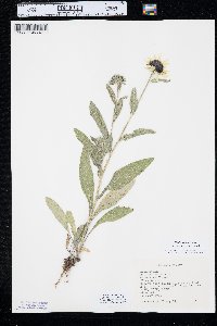 Rudbeckia hirta var. pulcherrima image