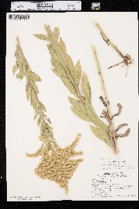 Solidago canadensis var. gilvocanescens image