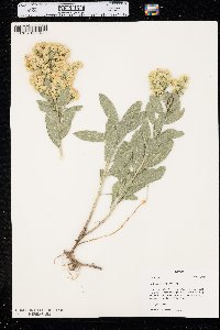 Solidago mollis image