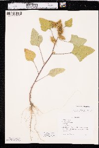 Xanthium orientale image
