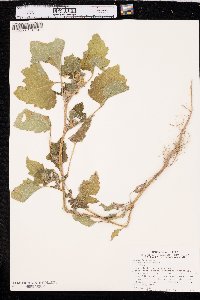 Xanthium orientale image