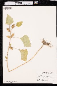 Xanthium orientale image