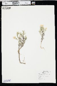 Phlox andicola image