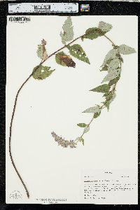 Agastache foeniculum image