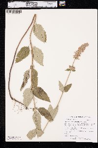 Agastache foeniculum image