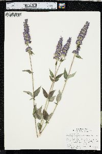 Agastache foeniculum image