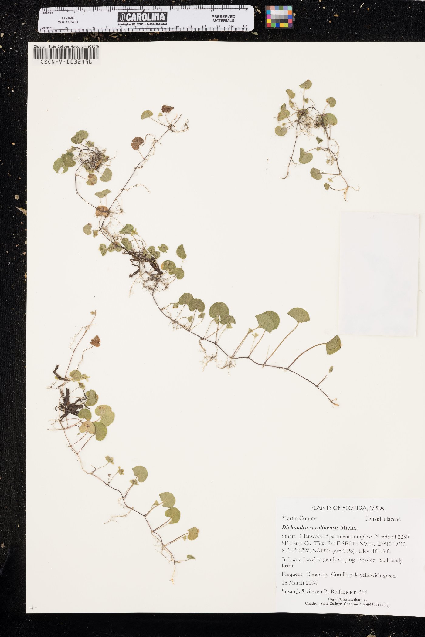 Dichondra carolinensis image