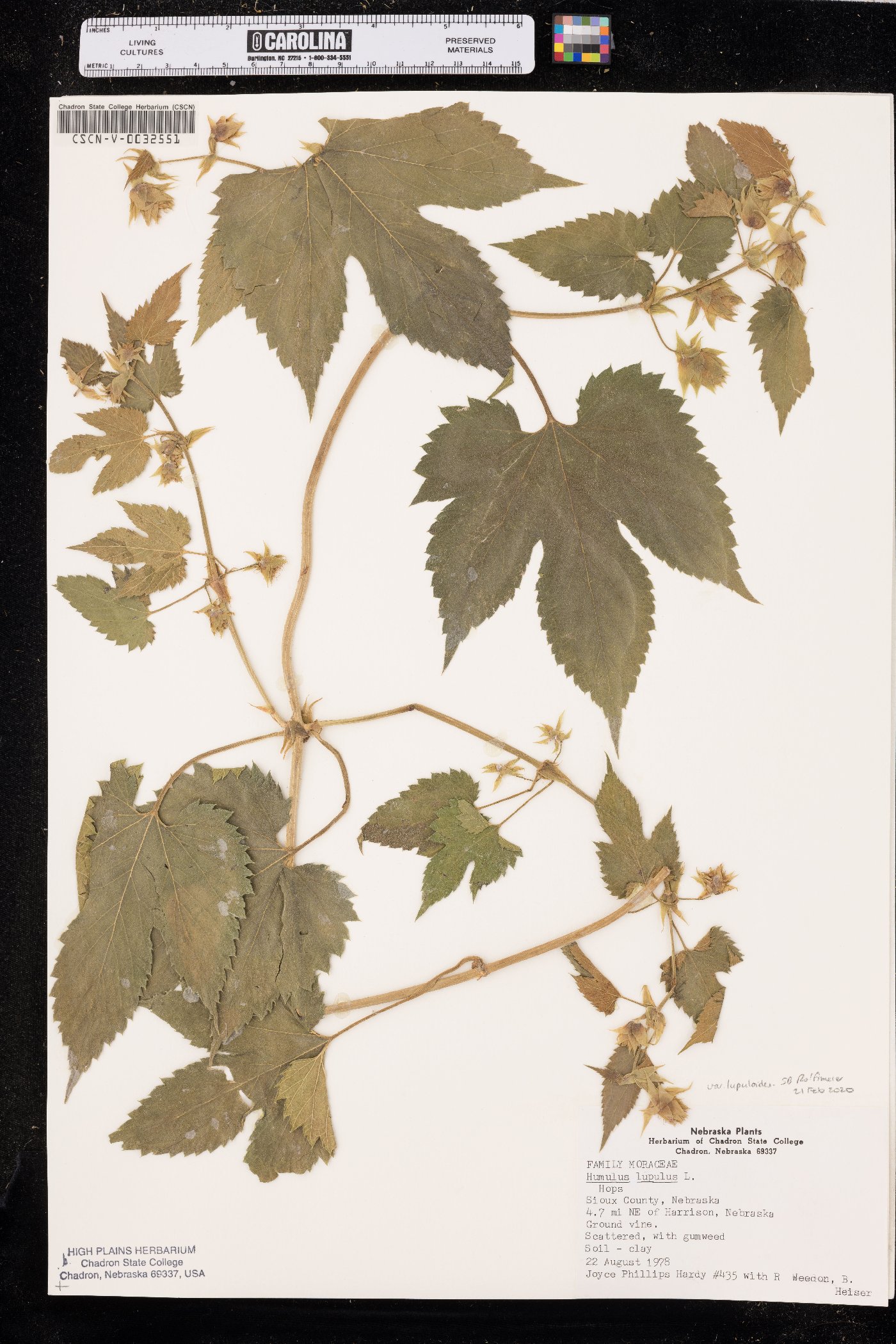 Humulus lupulus var. lupuloides image