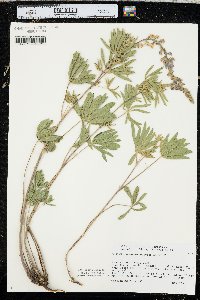 Lupinus arbustus image