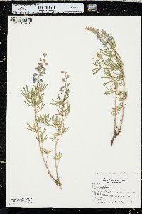 Lupinus argenteus var. laxiflorus image