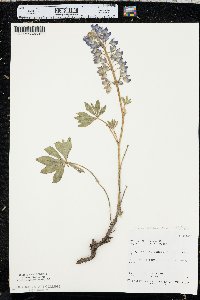 Lupinus polyphyllus image