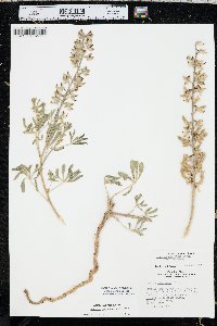 Lupinus plattensis image