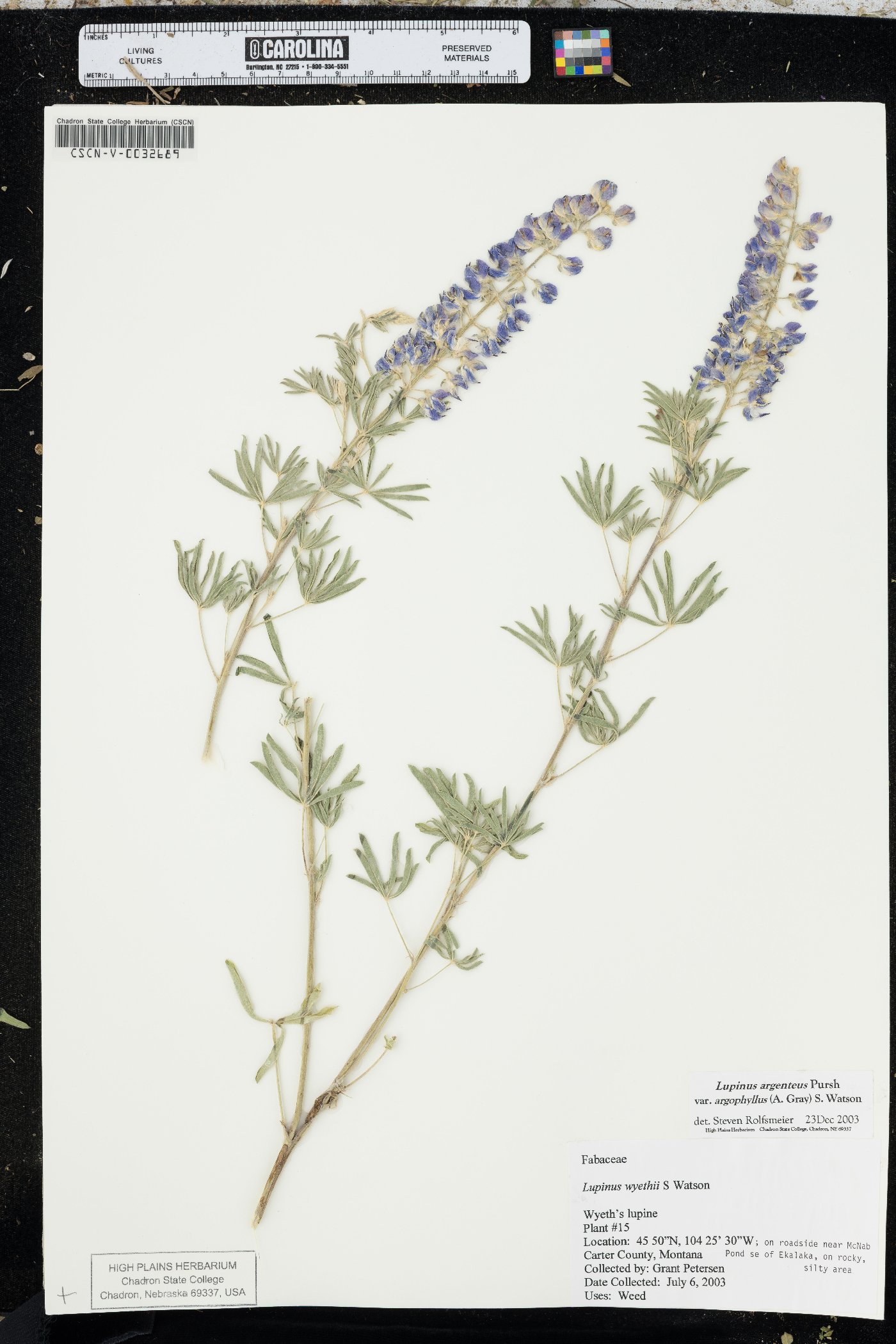 Lupinus caudatus subsp. argophyllus image