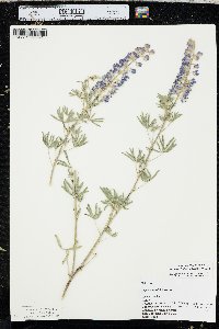 Lupinus caudatus image