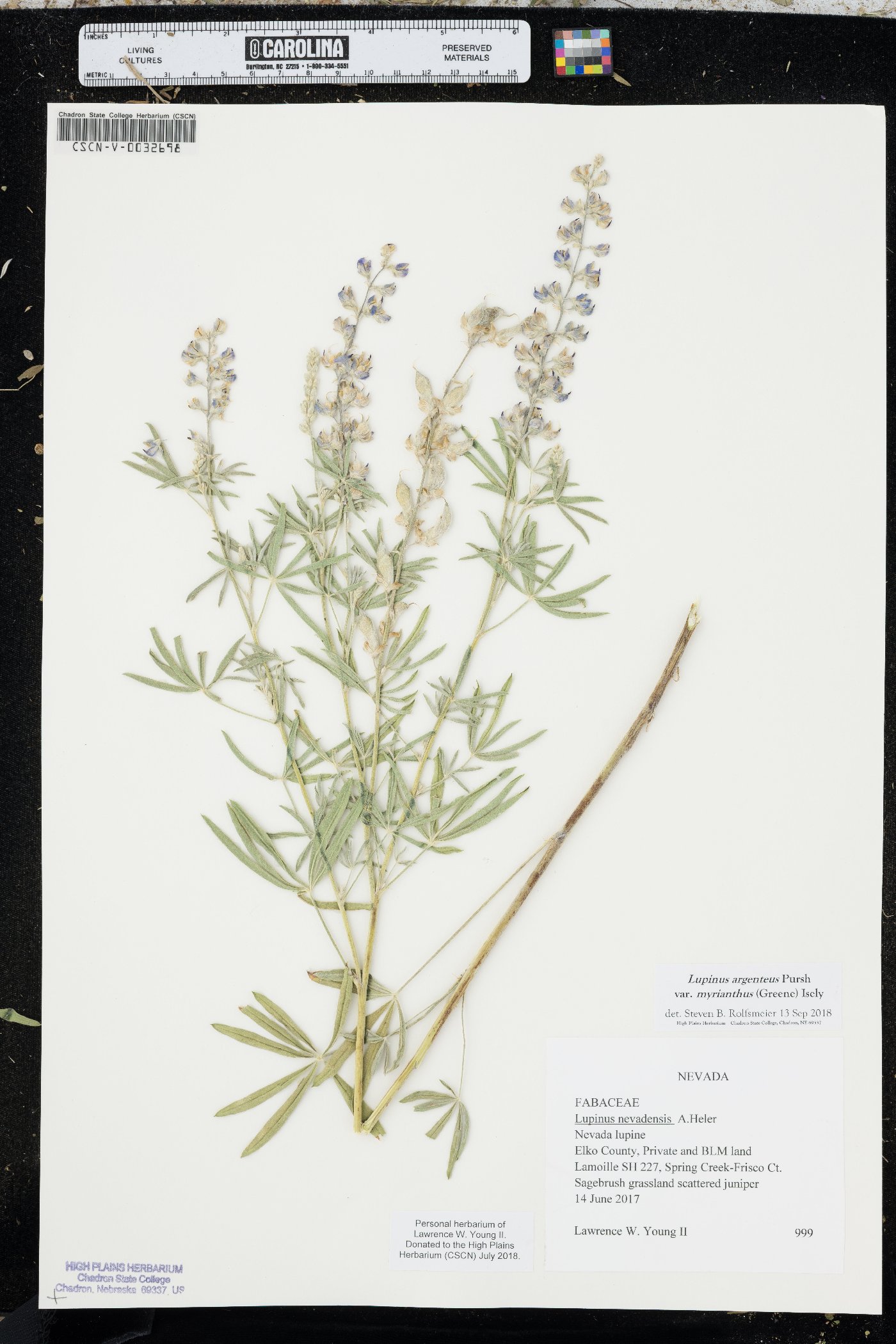 Lupinus argenteus var. myrianthus image