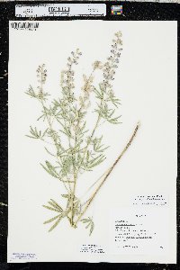 Lupinus argenteus var. myrianthus image