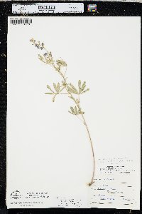 Lupinus argenteus var. parviflorus image