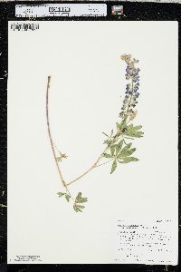 Lupinus argenteus subsp. rubricaulis image