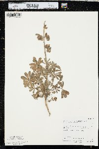 Lupinus formosus image