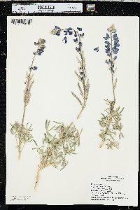 Lupinus havardii image